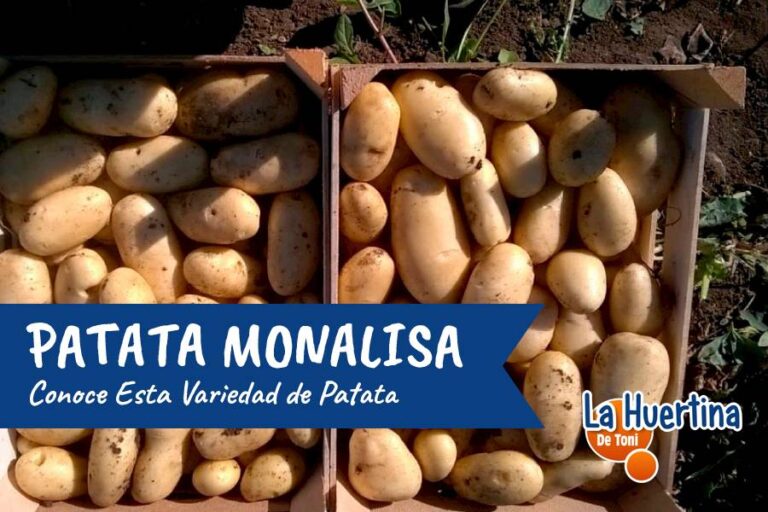 patata monalisa