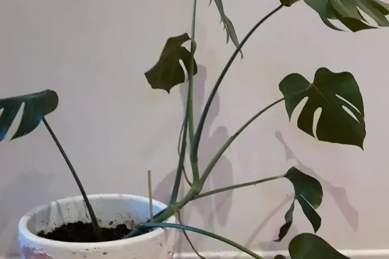 Monstera has only one stem!  (Rebirth of a Lonely Tribe) – ISPUZZLE