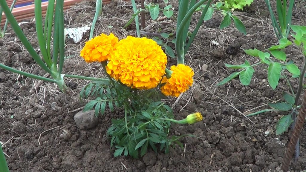 How to control nematodes in plants