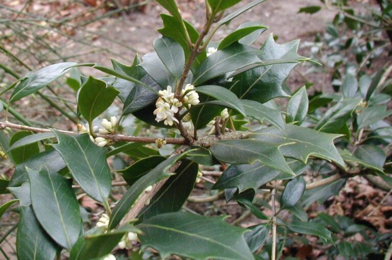 Osmanthus heterophyllus
