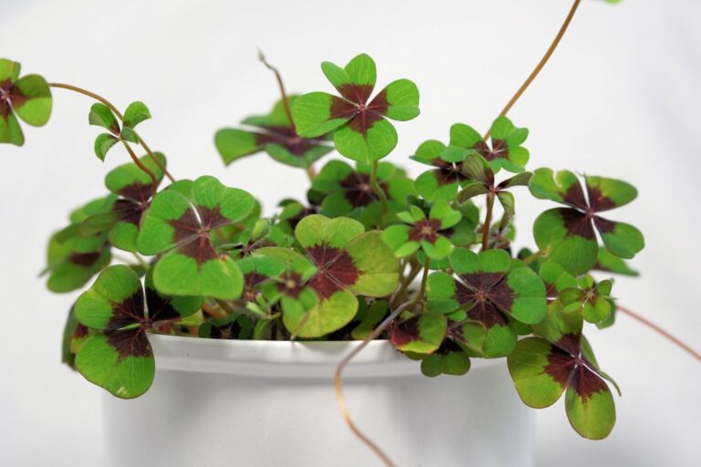 Oxalis tetraphylla