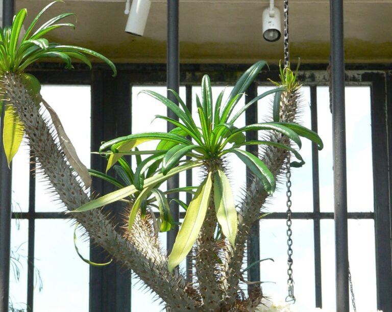 Pachypodium geayi