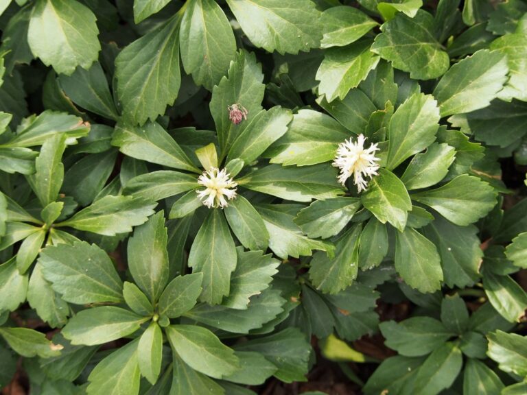 Pachysandra terminalis