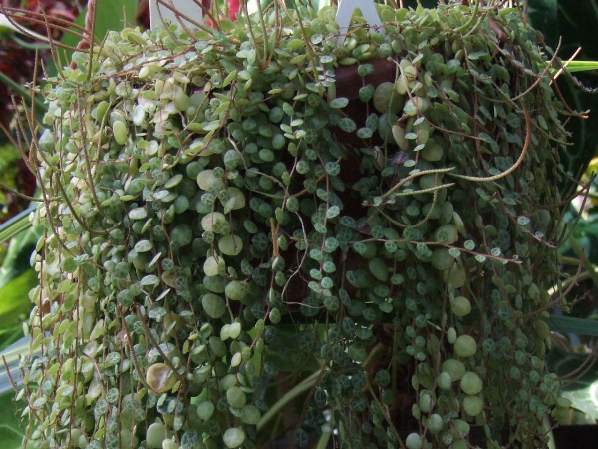 peperomia prostrata