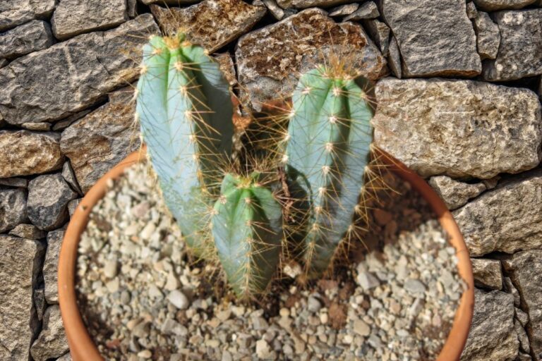 Pilosocereus
