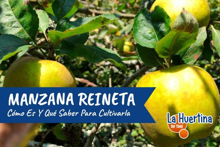 manzana reineta