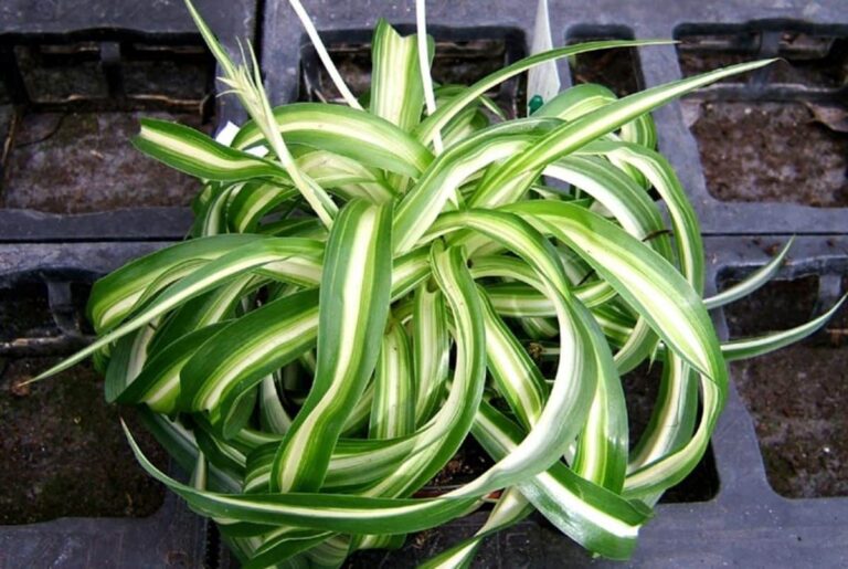 Reproducir planta cinta en agua