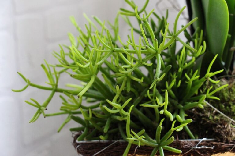 Rhipsalis cereuscula
