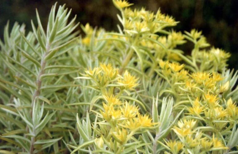 Sedum lineare