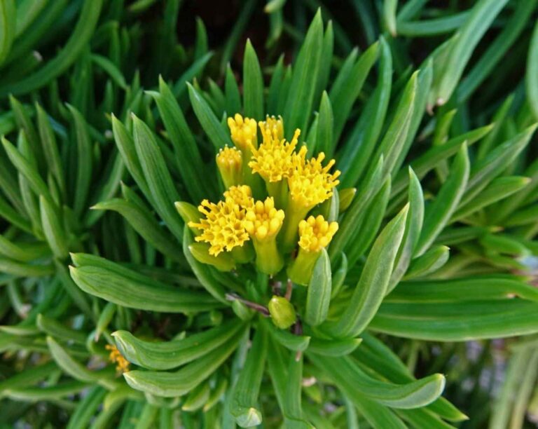 Senecio barbertonicus