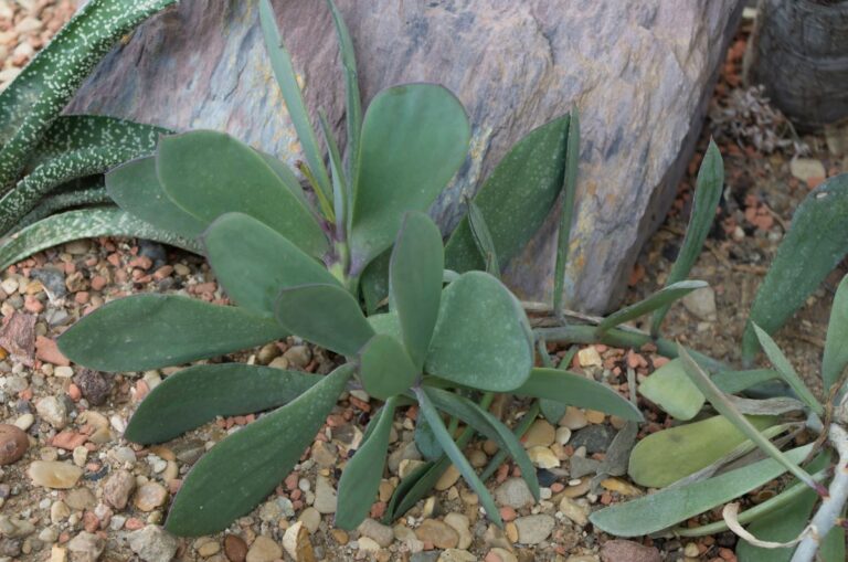 Senecio crassissimus