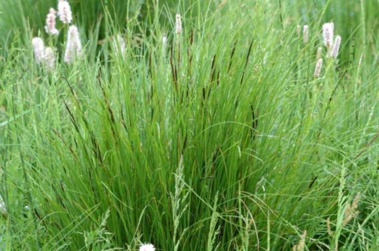 Sesleria autumnalis