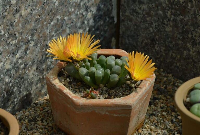 Suculenta con flores amarillas