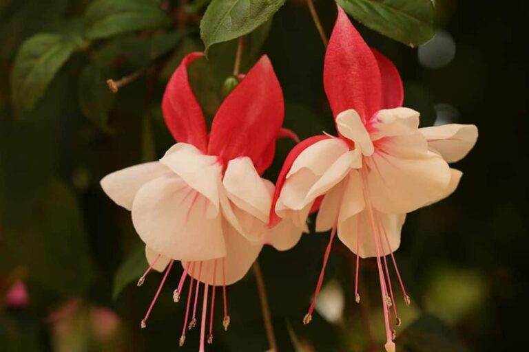 Plantas colgantes de interior con flor