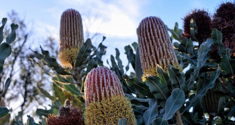 Género Banksia