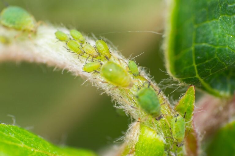Insecticidas para pulg&oacute;n