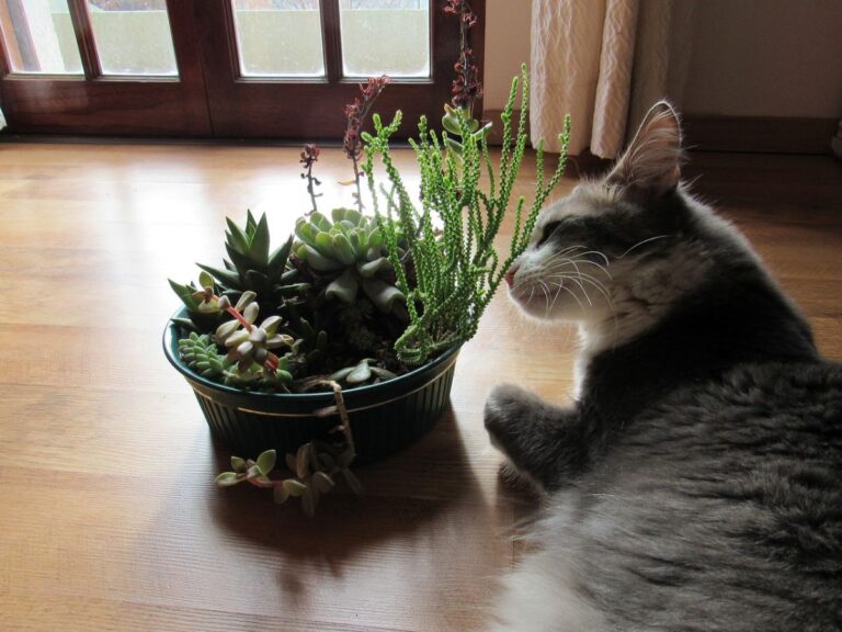 Trucos evitar gatos rompan plantas