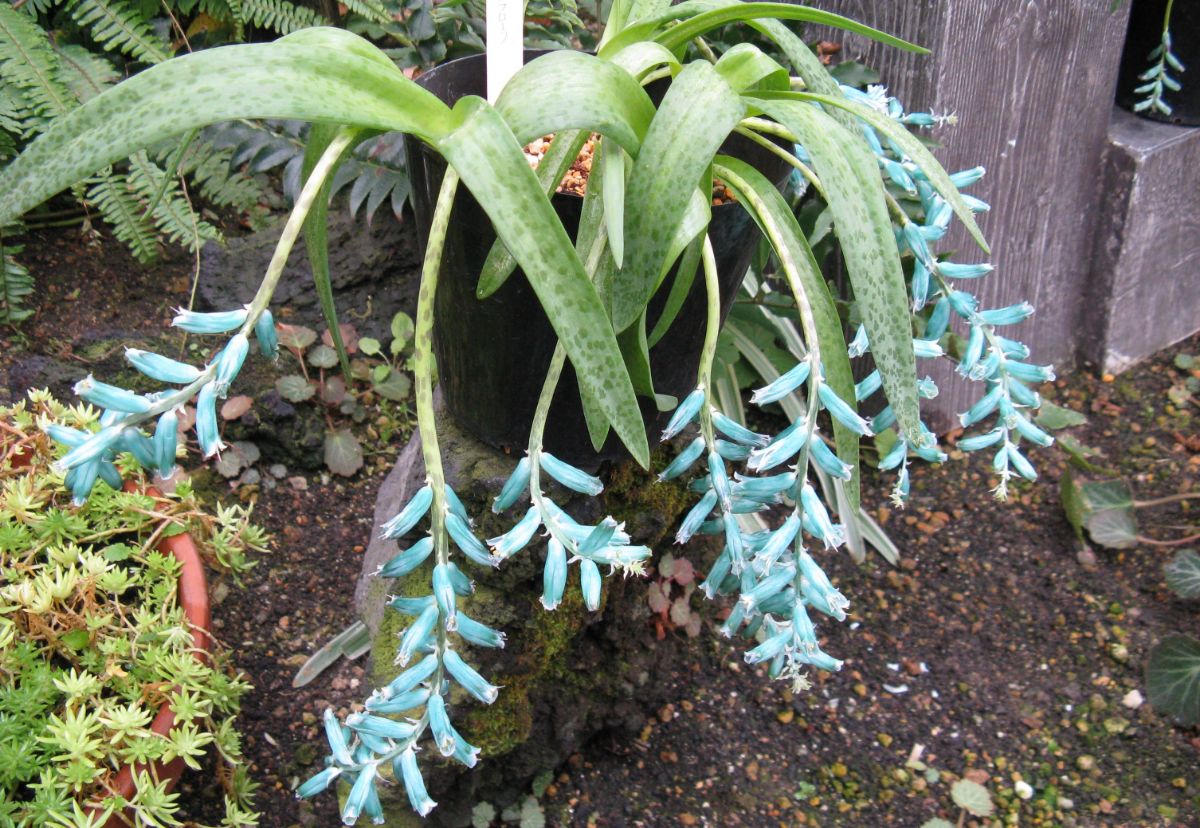 lachenalie