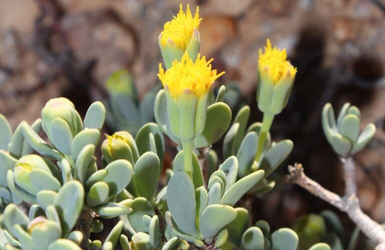 Othonna arbuscula