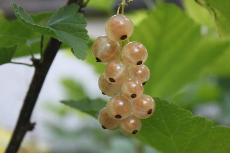 Grosella blanca