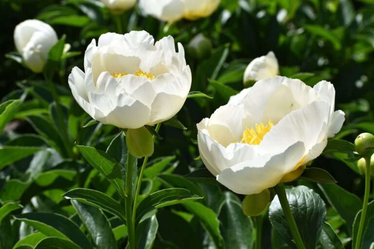 Peonias blancas