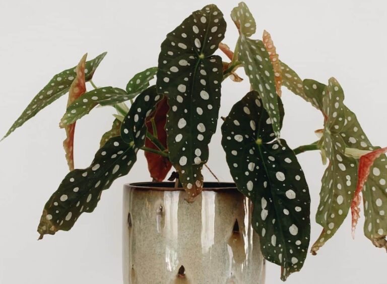Begonia maculata
