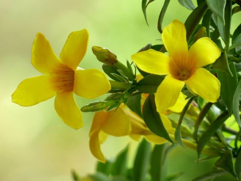 Jazm&iacute;n amarillo