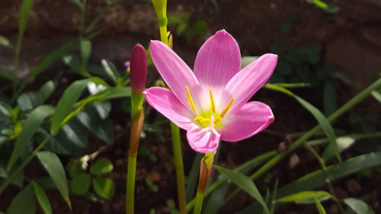 Zephyranthes carinata