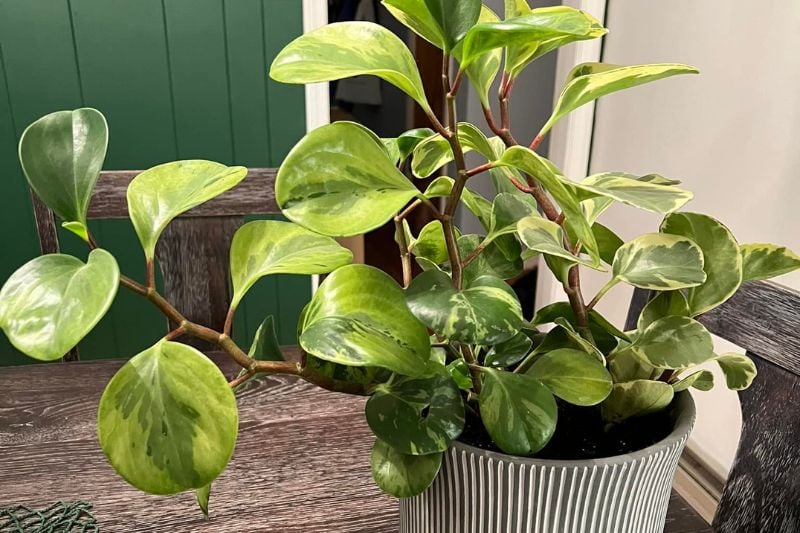 Peperomia plant grows too high