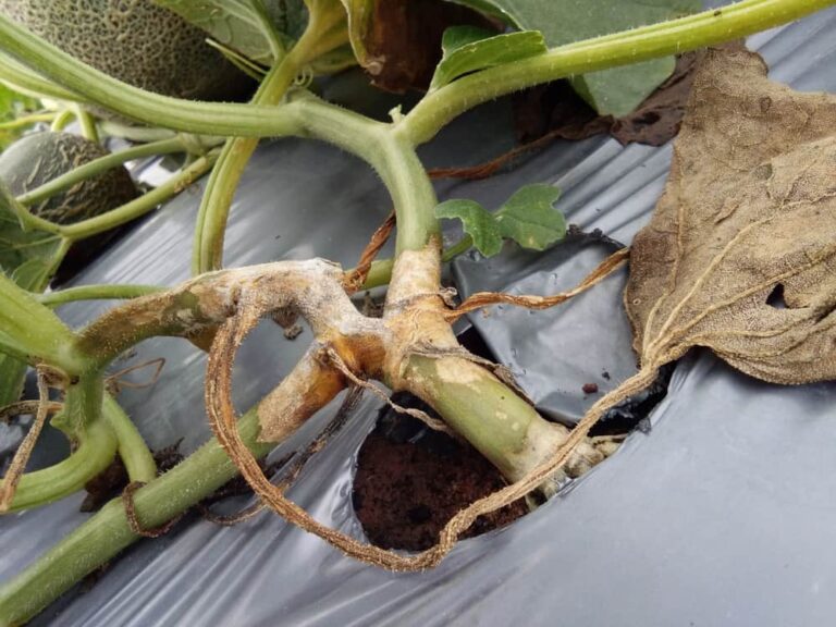 What is gummy stem blight and how to get rid of it