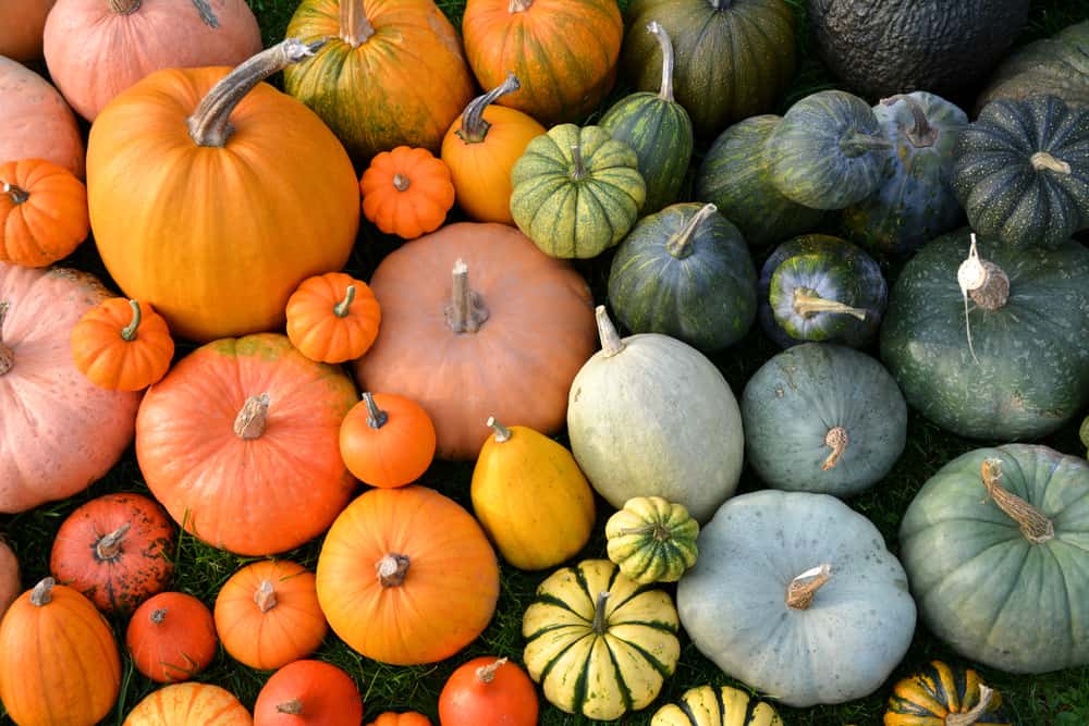 20 unusual pumpkin varieties to grow at home