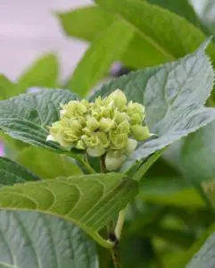 green hydrangea leaves