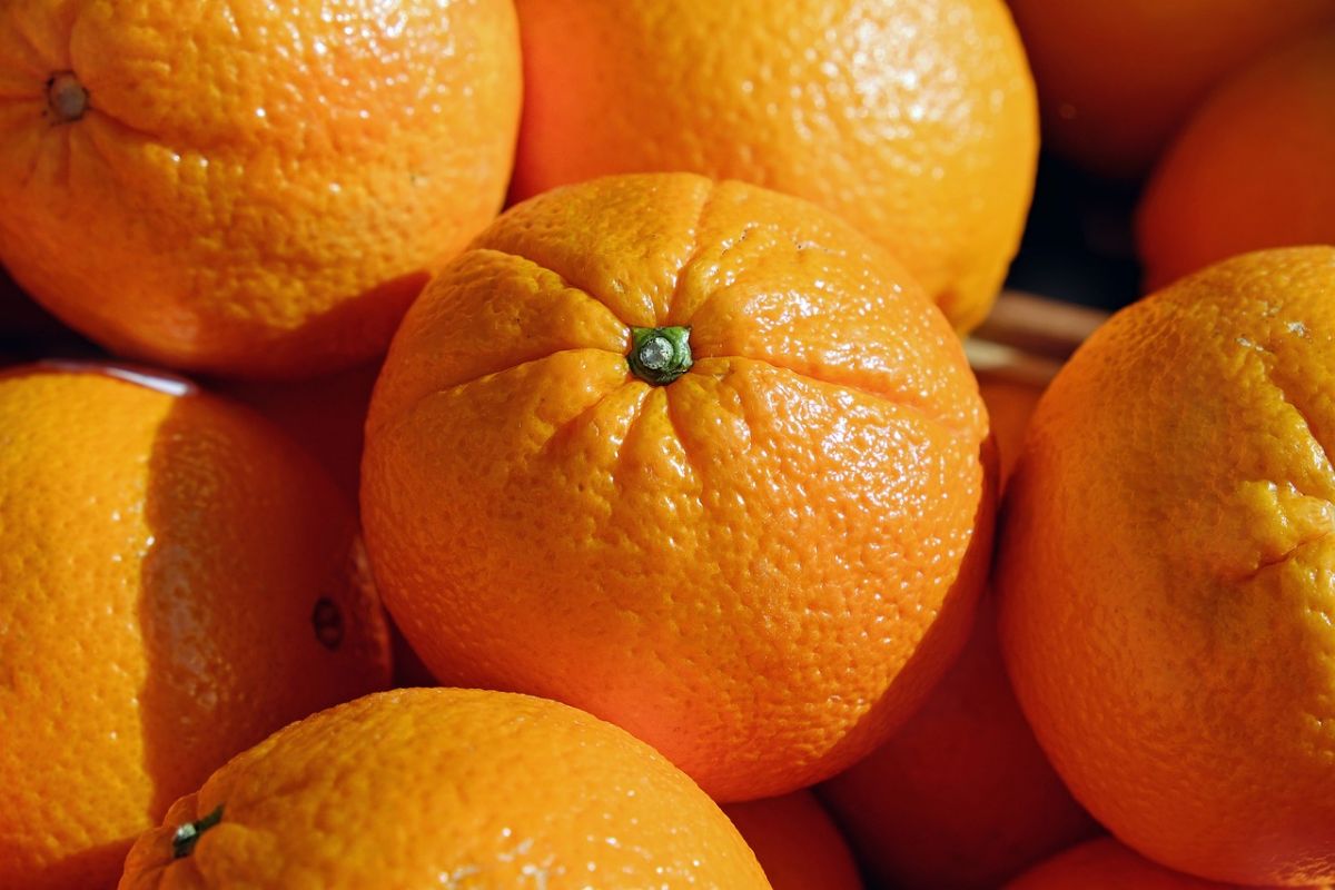 groups of navelina oranges
