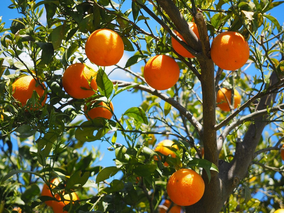 oranges on the tree