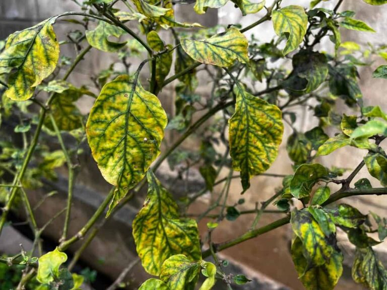 What is the Curly Top virus and how is it treated?