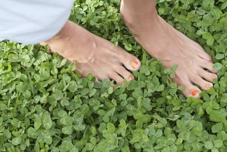 Why and how to plant an ecological clover lawn