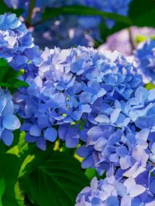 a blue hydrangea