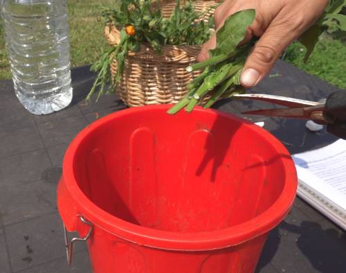 calendula for plants
