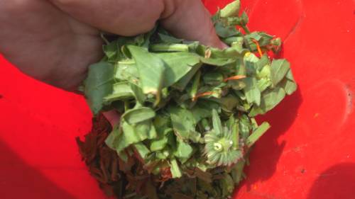 garden calendula extract