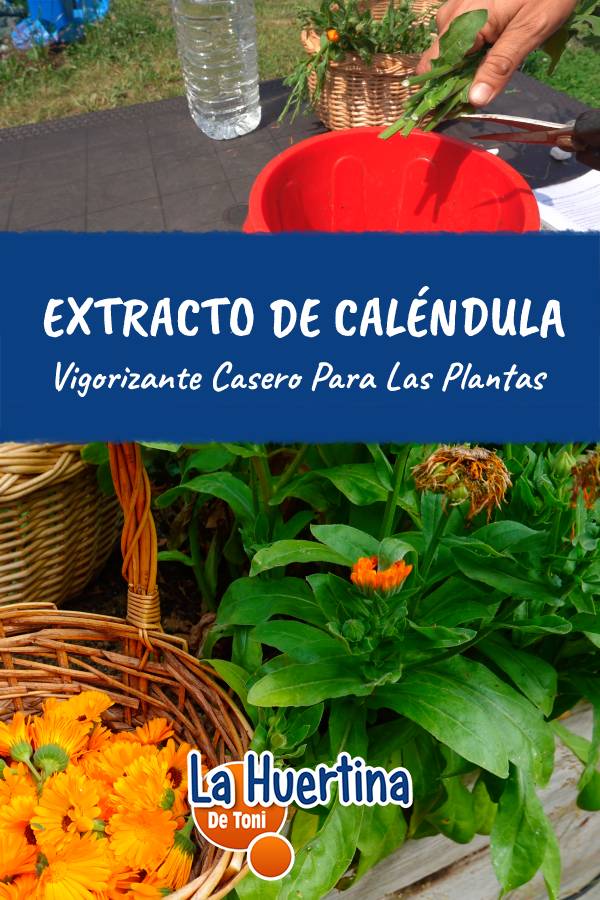 invigorating homemade calendula