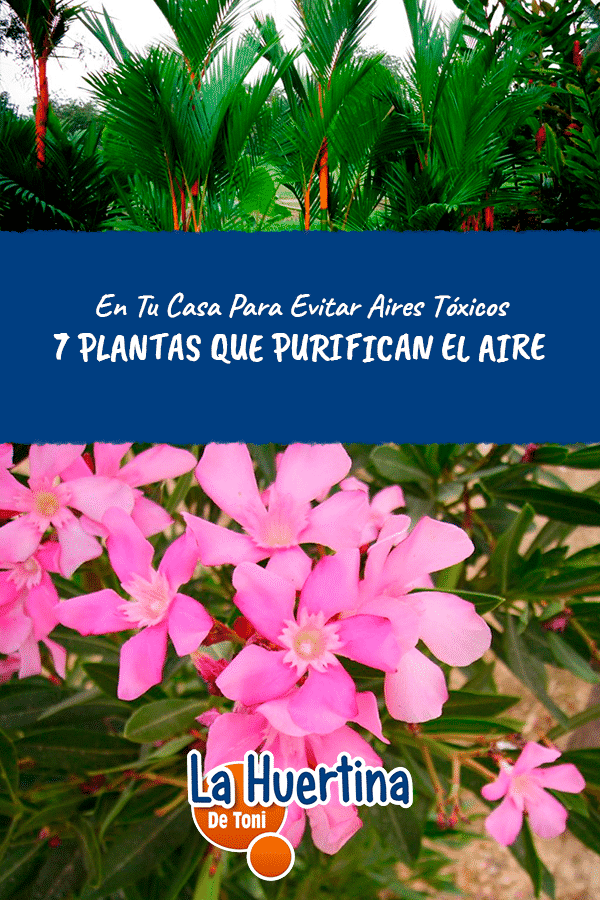 air purifying plants