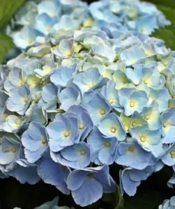 a blue hydrangea