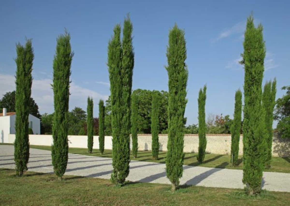 Variety Source_ Plantamus