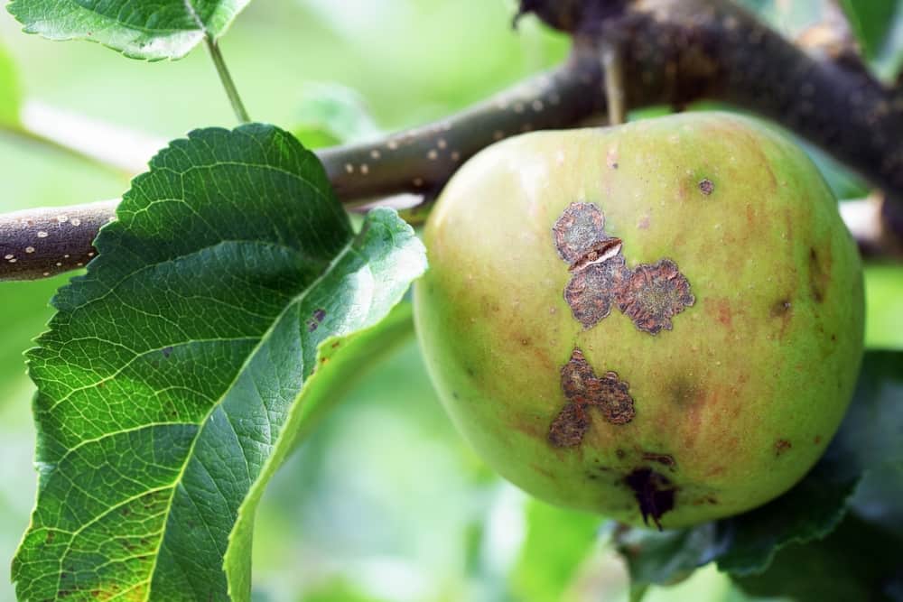 How to Identify and Stop Apple Scab Disease