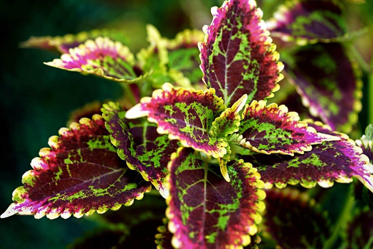 coleus