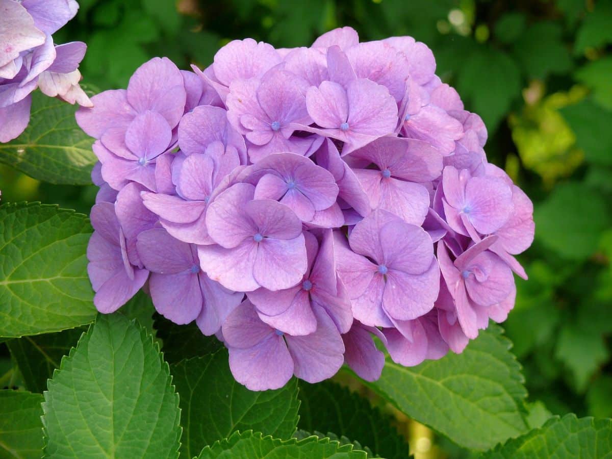 Hydrangea