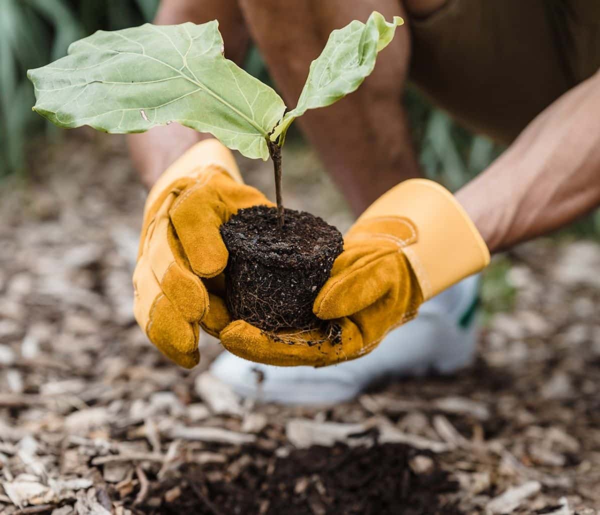 Plant after removing the bag