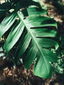 a monstrous plant