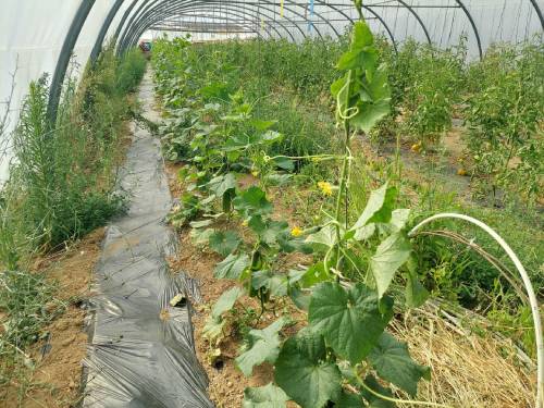 how to prune cucumber how to prune cucumber