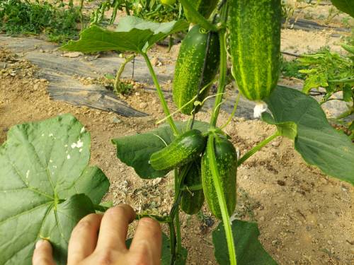 cut the cucumber cut the cucumber